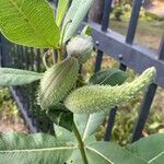 Asclepias syriacaFruit