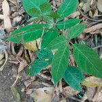 Cissus aralioides Leaf