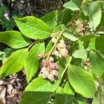 Vaccinium pallidum Fruchs