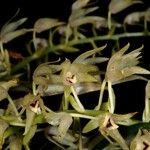 Eria rostriflora عادت داشتن