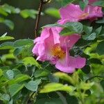 Rosa virginiana Flor