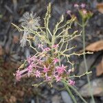 Valeriana angustifolia Blüte