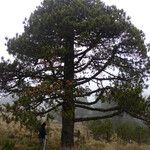 Pinus ayacahuite অভ্যাস