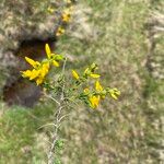 Genista anglica Lorea