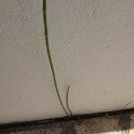 Equisetum ramosissimum 整株植物