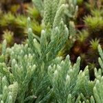 Lycopodium × oellgaardii Habit