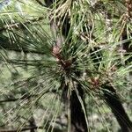 Pinus pinasterBlatt