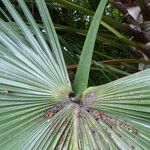 Livistona australis Likasa