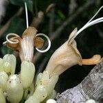 Oxera subverticillata Fruto
