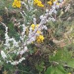 Artemisia vulgarisBlüte