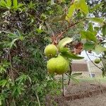 Eugenia pyriformis Fruit