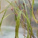 Salix viminalis Leaf