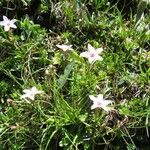 Arenaria purpurascens Flower
