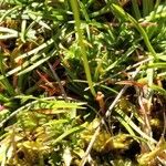 Armeria alpina Leaf