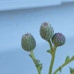 Cirsium arvenseFruit