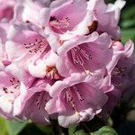 Rhododendron pudorosum Flor