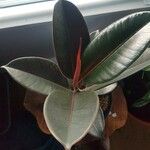 Ficus robusta Leaf