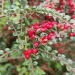 Cotoneaster nan-shan ഇല