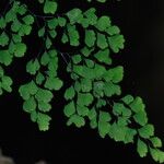 Adiantum raddianum Leaf
