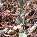 Silene sericea Leaf