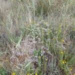 Limonium bellidifolium Kvet