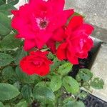 Rosa gallica Цветок