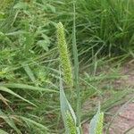 Setaria viridis 花