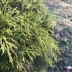 Chamaecyparis pisifera Yaprak