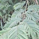 Anadenanthera colubrina ഇല