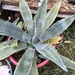 Agave americana Hábito