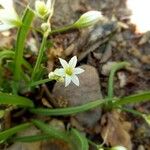 Allium pendulinum Çiçek