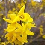 Forsythia viridissima Floro