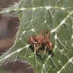 Cnidoscolus angustidens Hoja