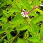 Cuphea racemosa Flower