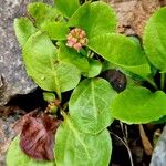 Pyrola minor ഇല