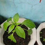 Capsicum chinense Hoja