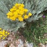 Helichrysum italicum Blomma