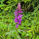 Dactylorhiza majalis Fula