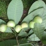 Tabernaemontana amygdalifolia Frucht