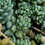 Sedum dasyphyllum 葉