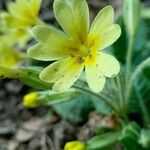 Primula × polyantha Blüte