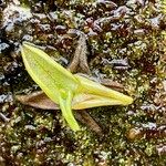 Pinguicula calyptrata Hoja
