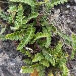 Asplenium ceterachFolla