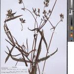 Sonchus luxurians Otro