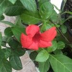 Barleria repens Flower