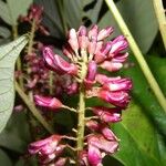 Lonchocarpus heptaphyllus 花