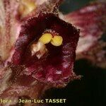 Orobanche gracilis Flor