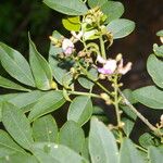 Lonchocarpus lanceolatus Kukka