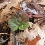 Geum canadense पत्ता