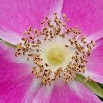 Rosa rugosa Прочее